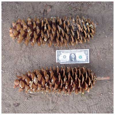 Sugar Pine Size Comparison
