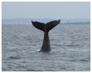 Humpback Whale in Monterey Bay