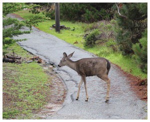 Asilomar State Beach and Conference Grounds