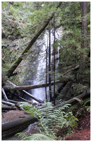 Big Basin Redwoods State Park