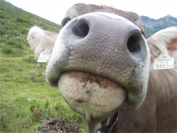 A friendly cow