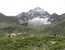 Mountain cows and horses