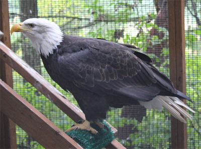 Seeing Eye-to-Eye with Birds of Prey in Eugene, Oregon