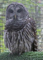Seeing Eye-to-Eye with Birds of Prey in Eugene, Oregon