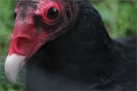 Seeing Eye-to-Eye with Birds of Prey in Eugene, Oregon