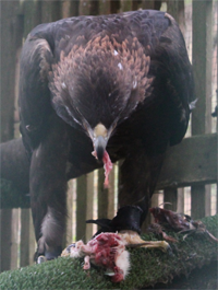 Seeing Eye-to-Eye with Birds of Prey in Eugene, Oregon