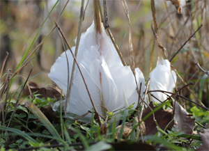Frost Flower