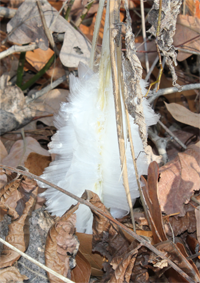 Frost Flower