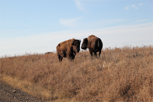 Tallgrass Prairie Preserve