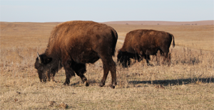 Tallgrass Prairie Preserve