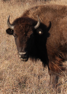 Tallgrass Prairie Preserve