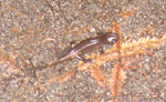 salamander