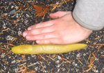 banana slup