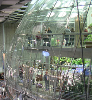 Rainforest
