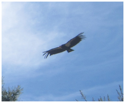 California Condor