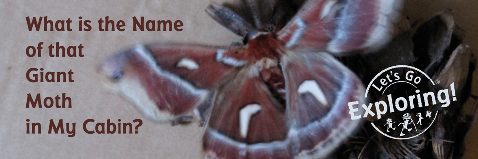 Ceanothus Silk Moth