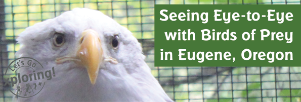 Seeing Eye-to-Eye with Birds of Prey in Eugene, Oregon