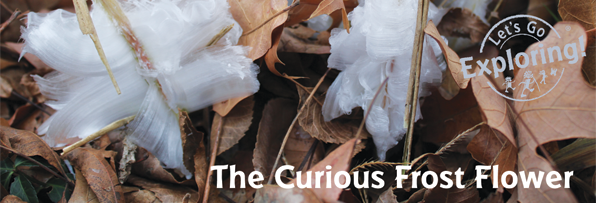 Frost Flower